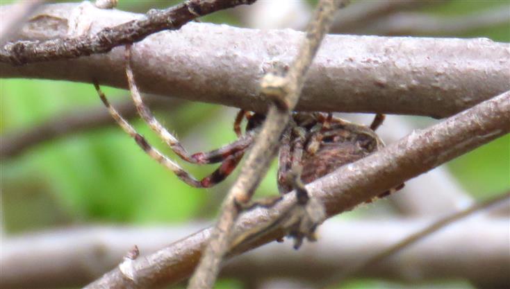 Araneus angulatus  - Portogallo